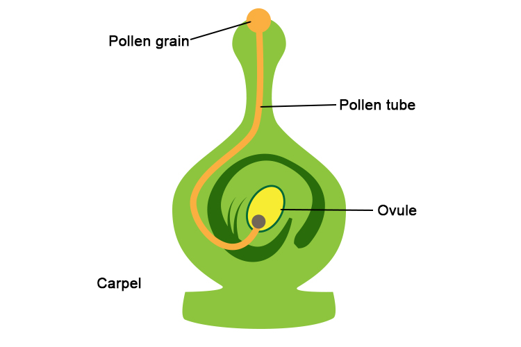 Chemotropism is the movement of a plant with response to chemicals for example the pollen tube grows towards the ovule of a flower